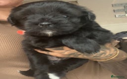 Mixed Breed dogs for sale: Pattapoo puppies  - Image 4