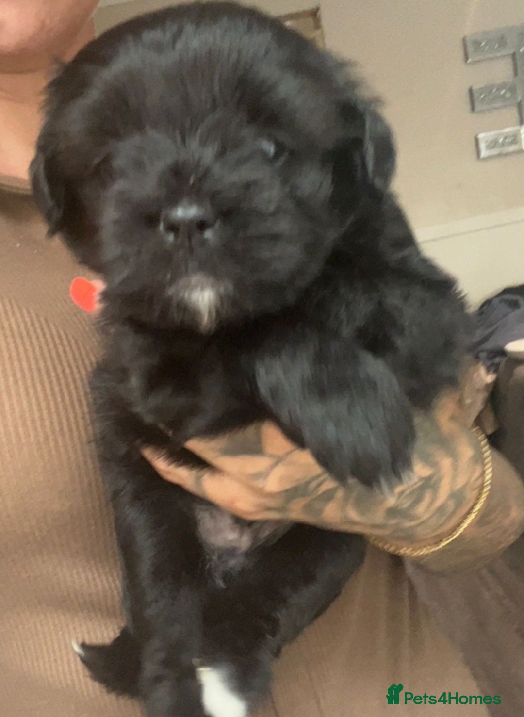 Mixed Breed dogs for sale: Pattapoo puppies  - Image 4