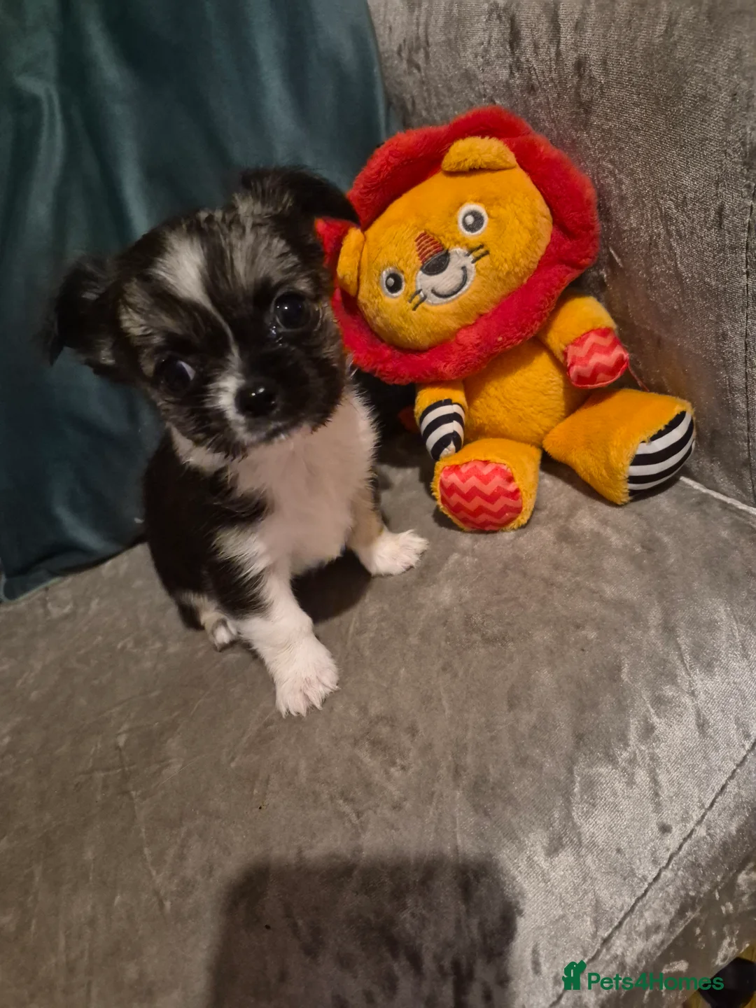 Chihuahua dogs for sale: Pure Chihuahua puppies  - Advert 21