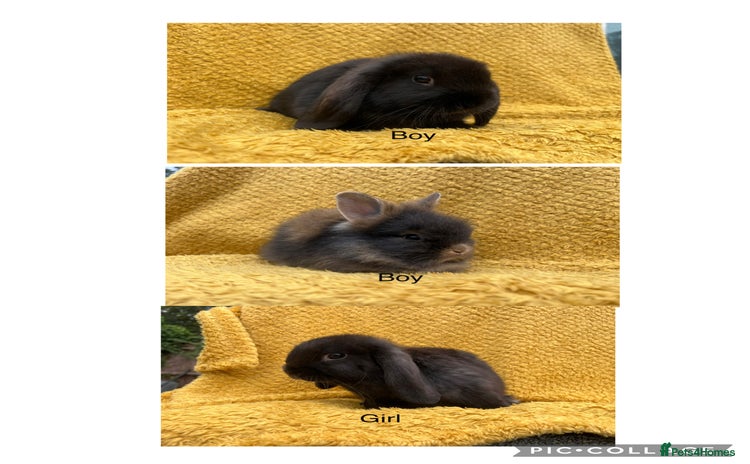 Mini Lop rabbits - Advert 14