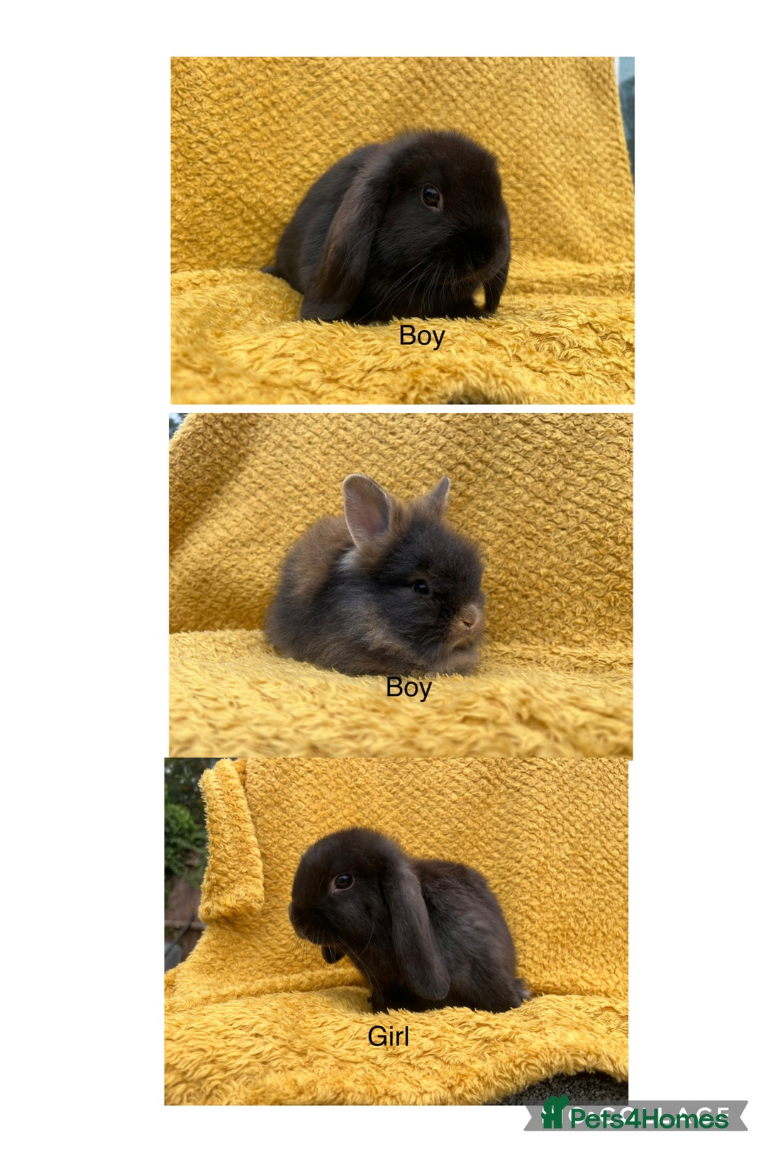 Mini Lop rabbits for sale:  Last mini lop boy available  - Image 4