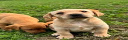 Labrador Retriever dogs for sale: KC Labradors - parents health tested  - Advert 14