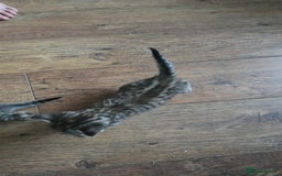 British Shorthair cats for sale: 6 beautiful mixed kittens - Image 2