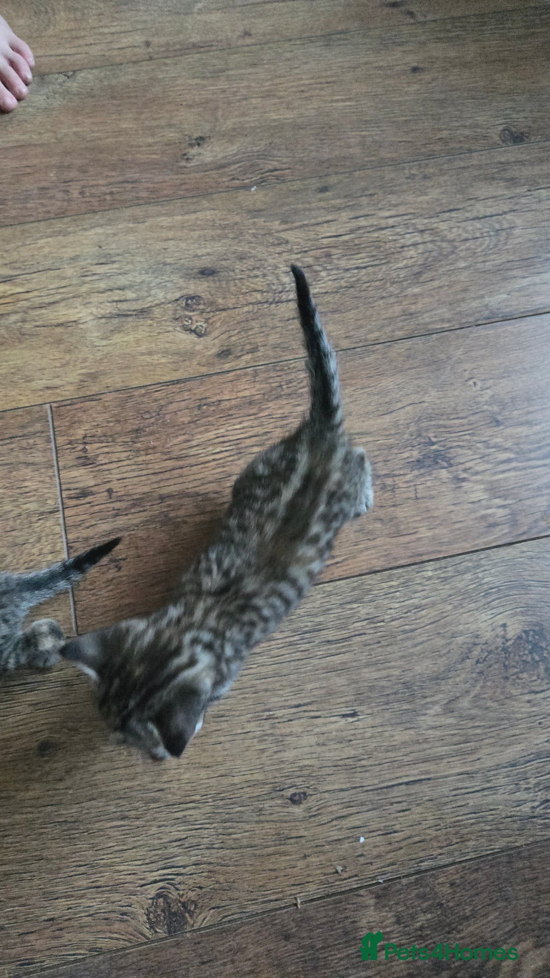 British Shorthair cats for sale: 6 beautiful mixed kittens - Image 2