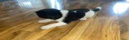 Akita dogs for sale: Stunning Akita (male) - Advert 9