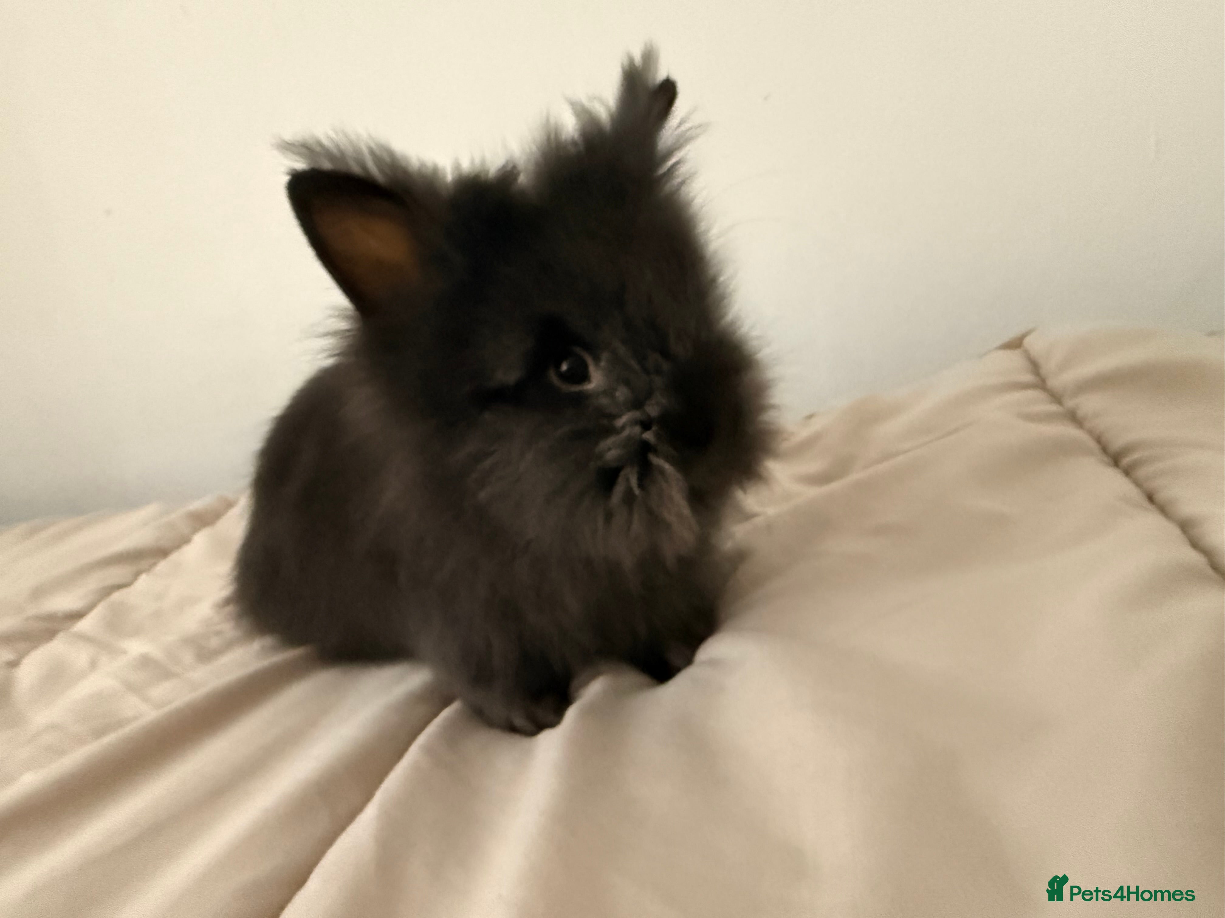 Lionhead rabbits Lionhead  - Advert 2