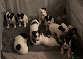 Border Collie dogs 10 beautiful chunky Border Collies - Advert 8