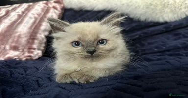 Ragdoll cats - Advert 13