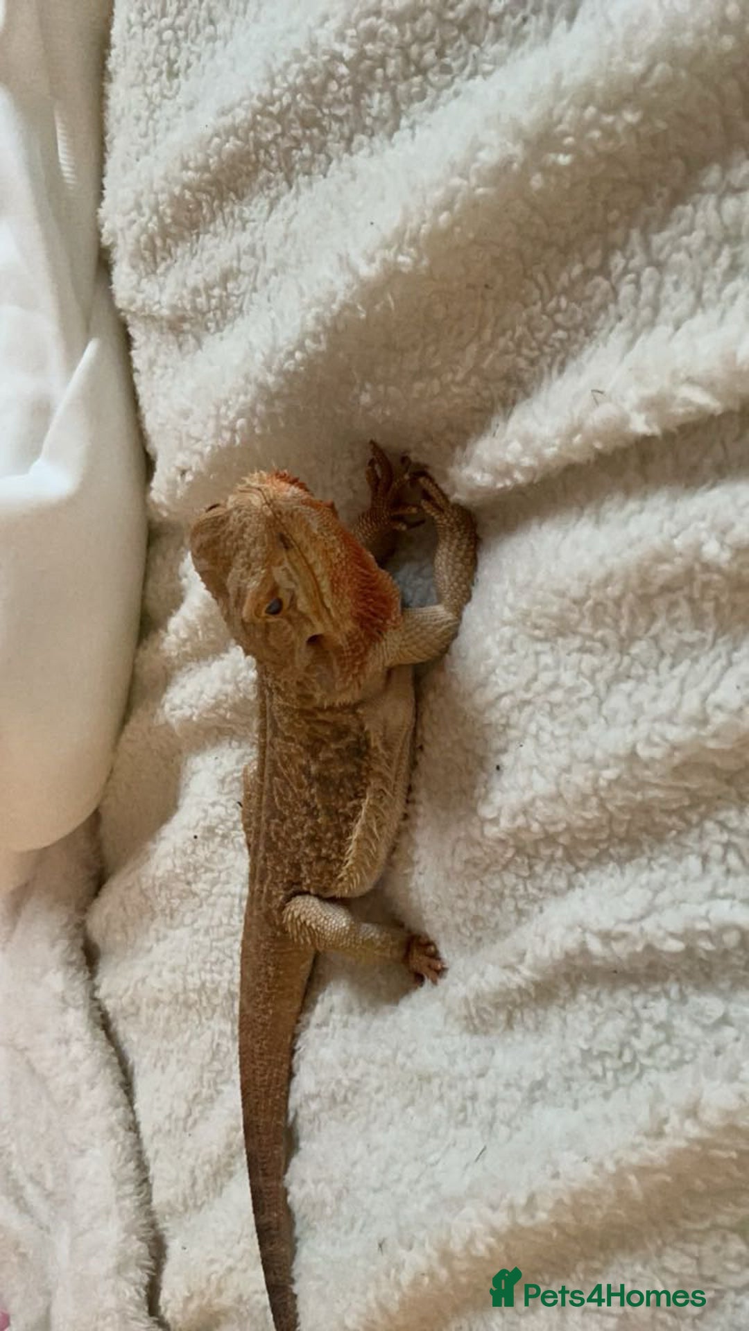 Bearded Dragon reptiles for sale: Beautiful bearded dragons  - Advert 4