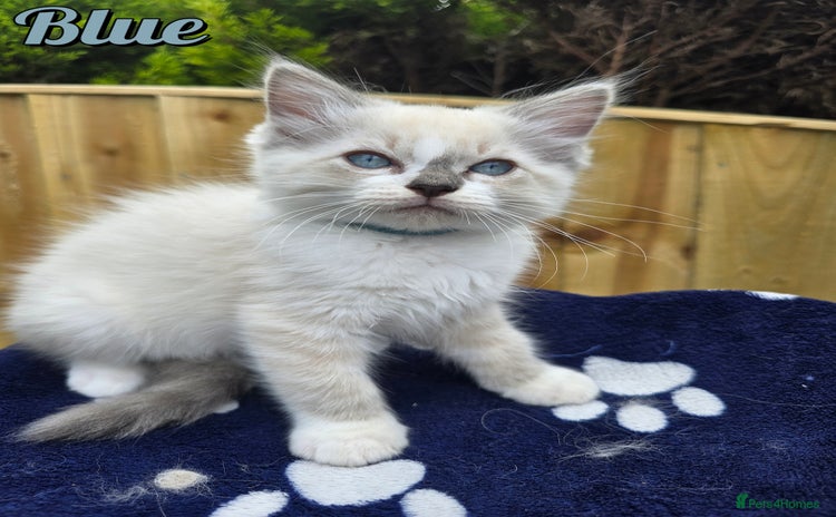 Ragdoll cats - Advert 12