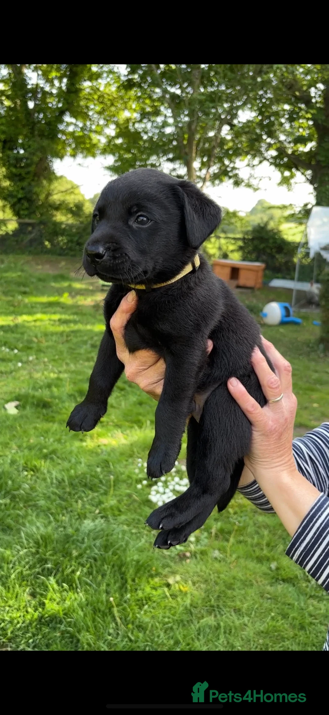 Labrador Retriever dogs for sale: KC Working Black Labrador Puppies  - Advert 2