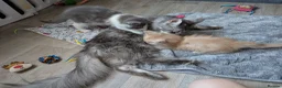 Ragcoon cats for sale: Bouncing beauties ready to go  - Advert 18