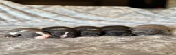 Staffordshire Bull Terrier dogs for sale: Stunning KC Staffordshire bull terrier puppies - Advert 29
