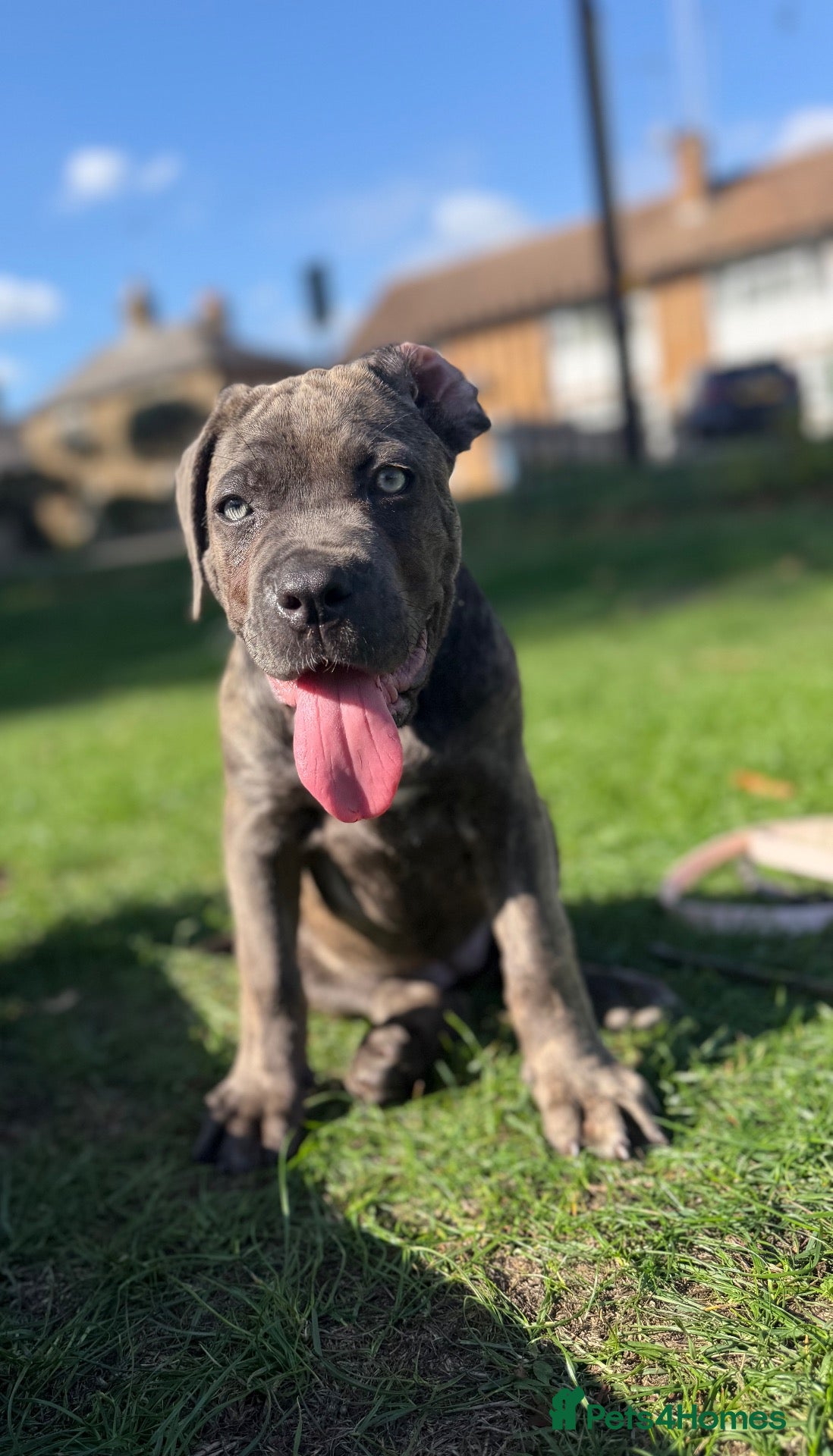 Cane Corso dogs ‼️Offers Welcme‼️ Balestra Magica Corso FCI - Advert 2