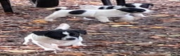 Jack Russell dogs for sale: KC Jack Russell pups, DNA Clear- LOA, SCA, PLL - Advert 9