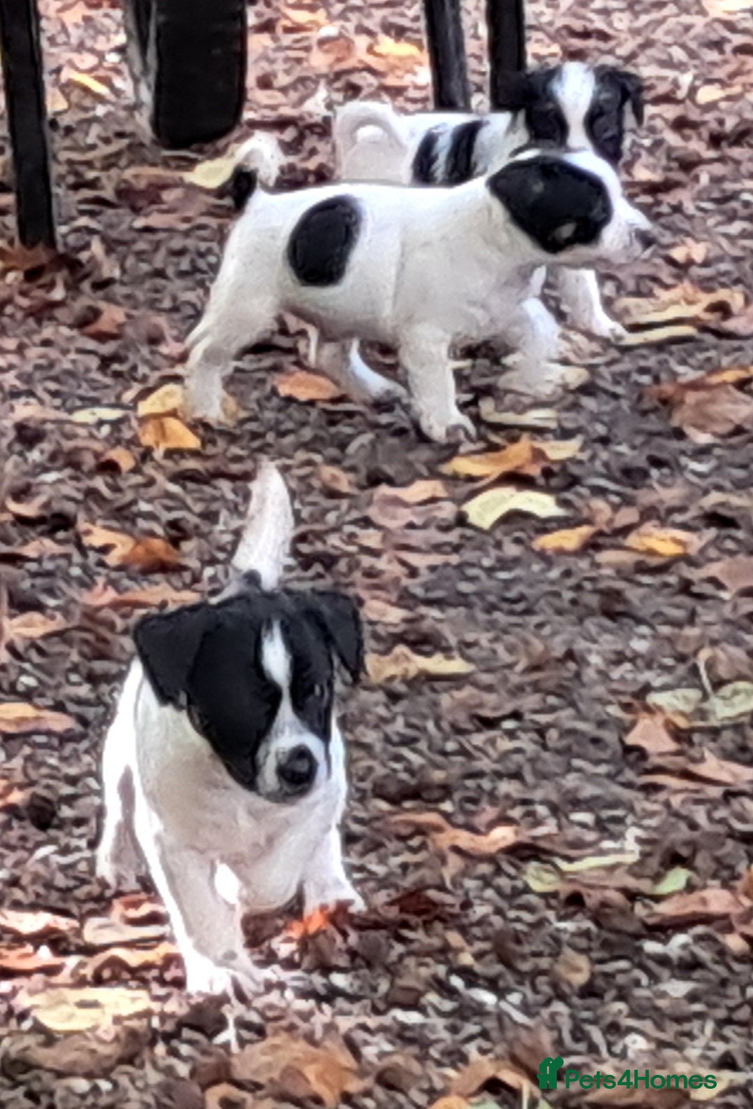 Jack Russell dogs for sale: KC Jack Russell pups, DNA Clear- LOA, SCA, PLL - Advert 9