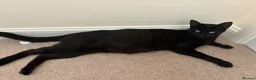 Mixed Breed cats for sale: Kittens  in Axminster - Advert 1