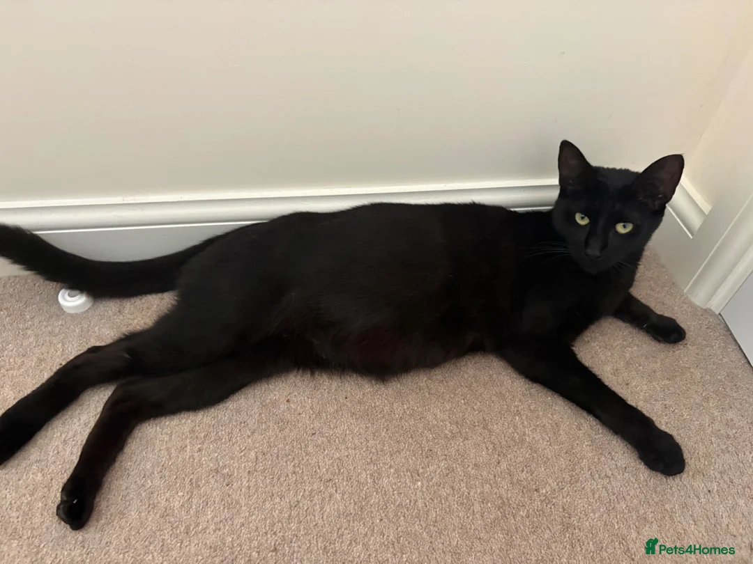 Mixed Breed cats for sale: Kittens  in Axminster - Advert 1