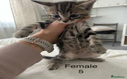 Mixed Breed cats for sale: 2 tabby kittens for sale female and male £150 each - Image 9