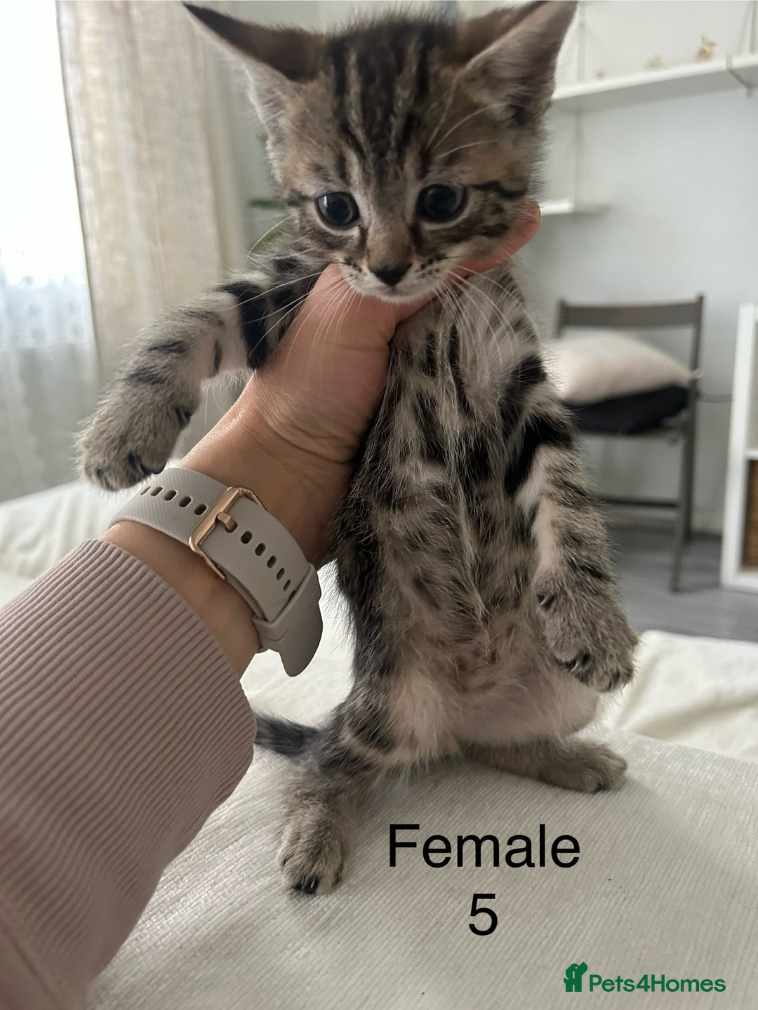 Mixed Breed cats for sale: 2 tabby kittens for sale female and male £150 each - Image 9