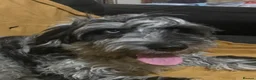 Sproodle dogs for sale: Sproodle pup's springer spaniel x poodle hypo coat - Advert 3