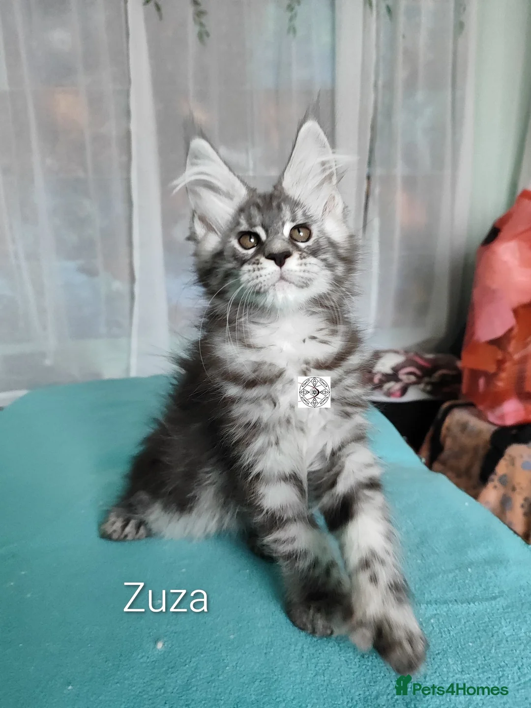 Maine Coon cats for sale: Polidactyl XXL maine coon girl❤️ - Advert 1