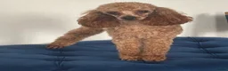Toy Poodle dogs for stud: KC RED TOY POODLE STUD - Advert 19