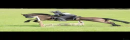 Friesian horses for sale: 15.3 black Friesian gelding, 11 yrs - Advert 6
