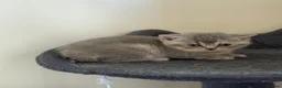 British Shorthair cats for sale: Lovely British shorthair kittens  in Boston - Advert 7