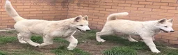Alaskan Malamute dogs for sale: 2 females and 2 males left - Advert 5