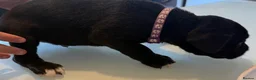Mixed Breed dogs for sale: Puppies for sale  - Advert 2