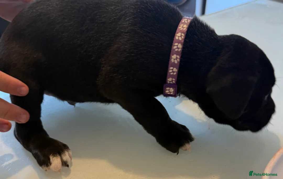 Mixed Breed dogs for sale: Puppies for sale  - Advert 2