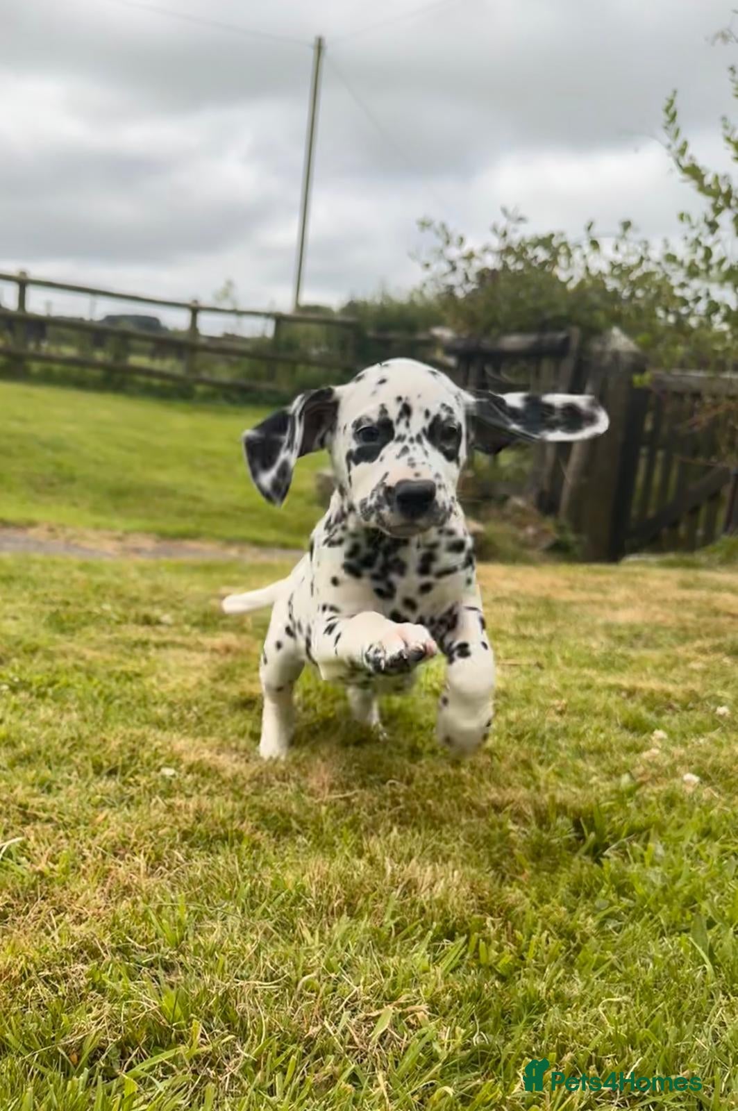Dalmatian dogs Dalmatian puppies  - Advert 2