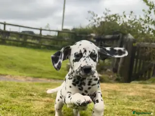 Dalmatian dogs Dalmatian puppies - Advert 2