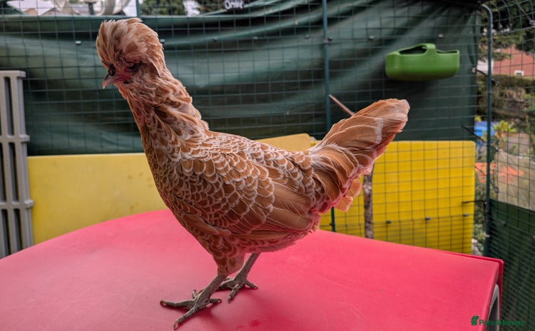 Chickens poultry - Advert 15
