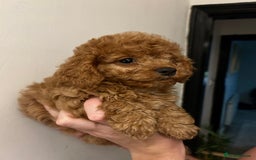 Cavapoo dogs for sale: RED toy cavapoo puppiees  - Image 2