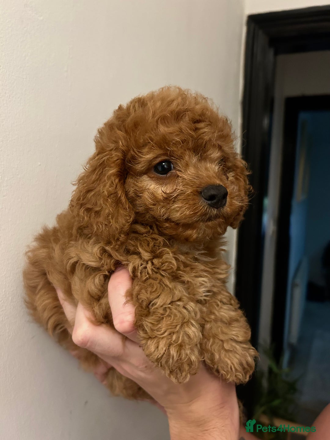 Cavapoo dogs for sale: RED toy cavapoo puppiees  - Image 2