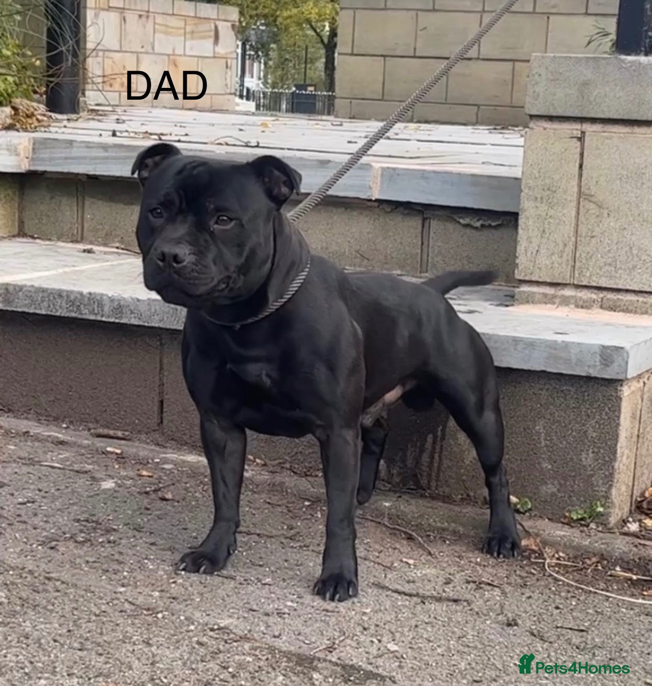 Staffordshire Bull Terrier dogs 🐾💙🖤 5STUNNING KCREGISTERED STAFFYPUPPIES 🖤💙🐾 - Advert 5