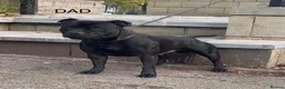 Staffordshire Bull Terrier dogs for sale: 🐾💙🖤 5STUNNING KCREGISTERED STAFFYPUPPIES 🖤💙🐾 - Advert 2