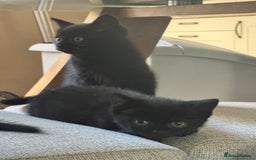 British Shorthair cats for sale: Black British Short hairs - Image 2