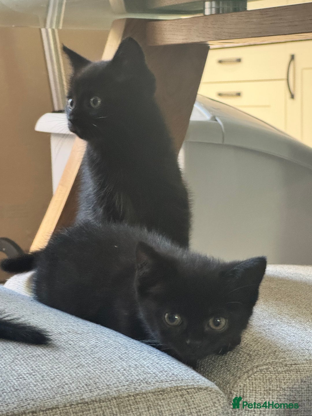 British Shorthair cats for sale: Black British Short hairs - Image 2