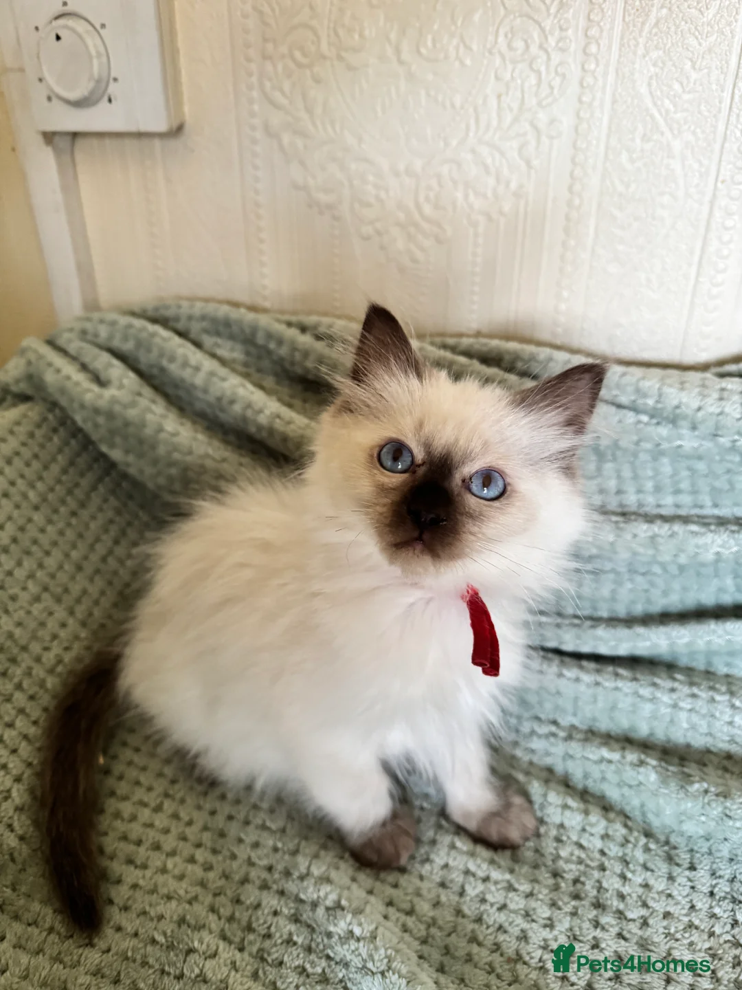 Ragdoll cats for sale: Beautiful Ragdoll kittens  - Advert 6