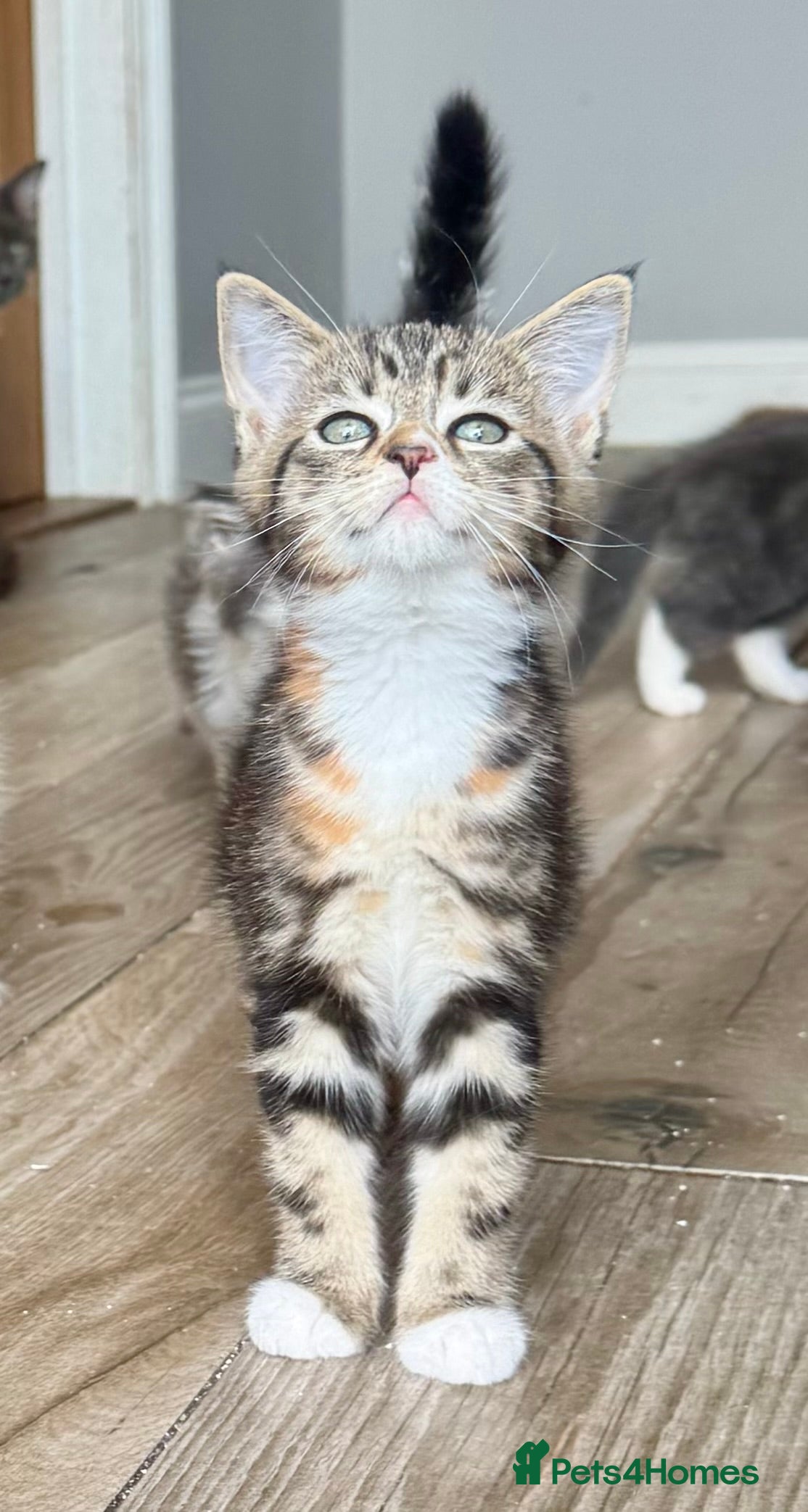 Mixed Breed cats Stunning maine coon cross kittens ready now - Advert 2