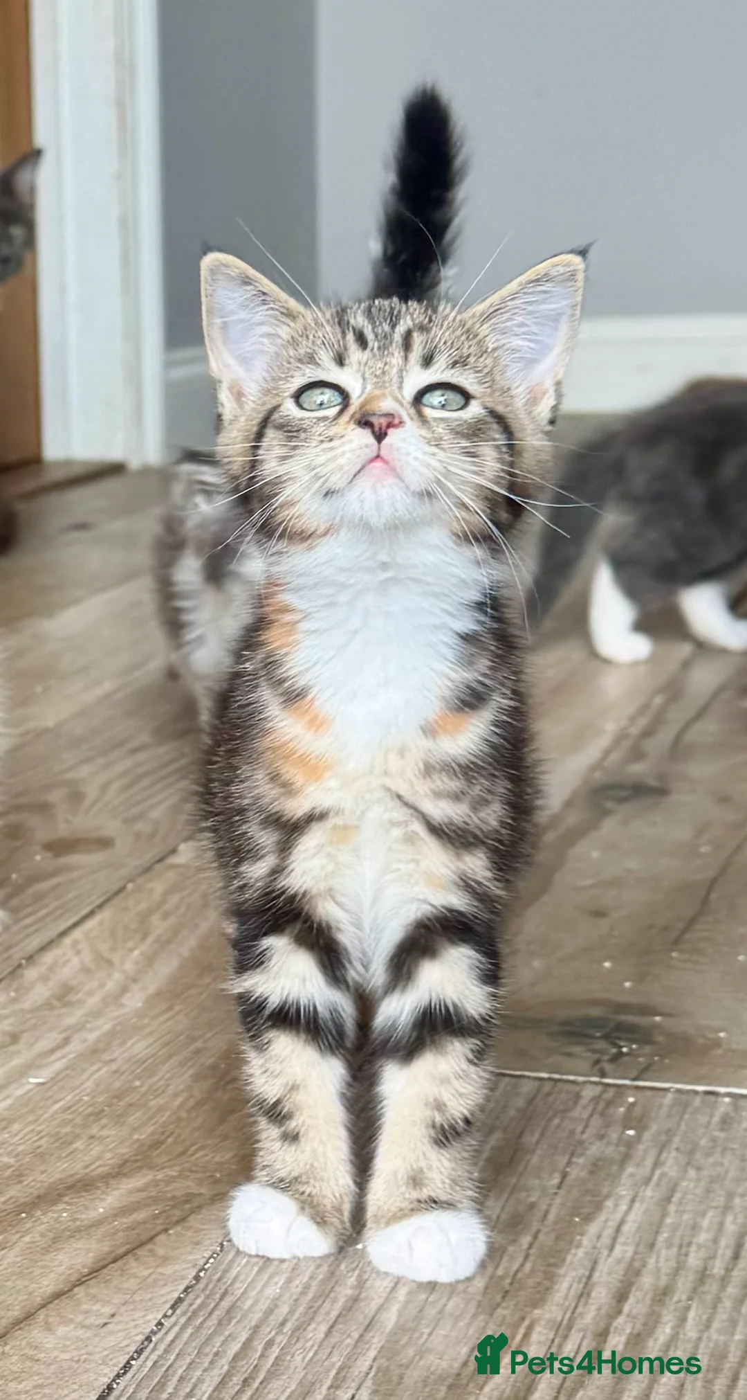 Mixed Breed cats for sale: Stunning maine coon cross kittens ready now - Advert 2