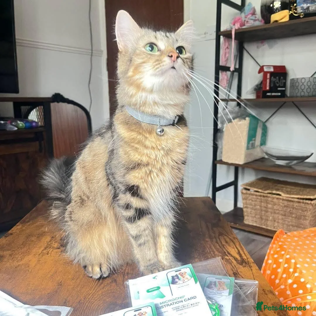 Mixed Breed cats for sale: Last grey kitten - Advert 1