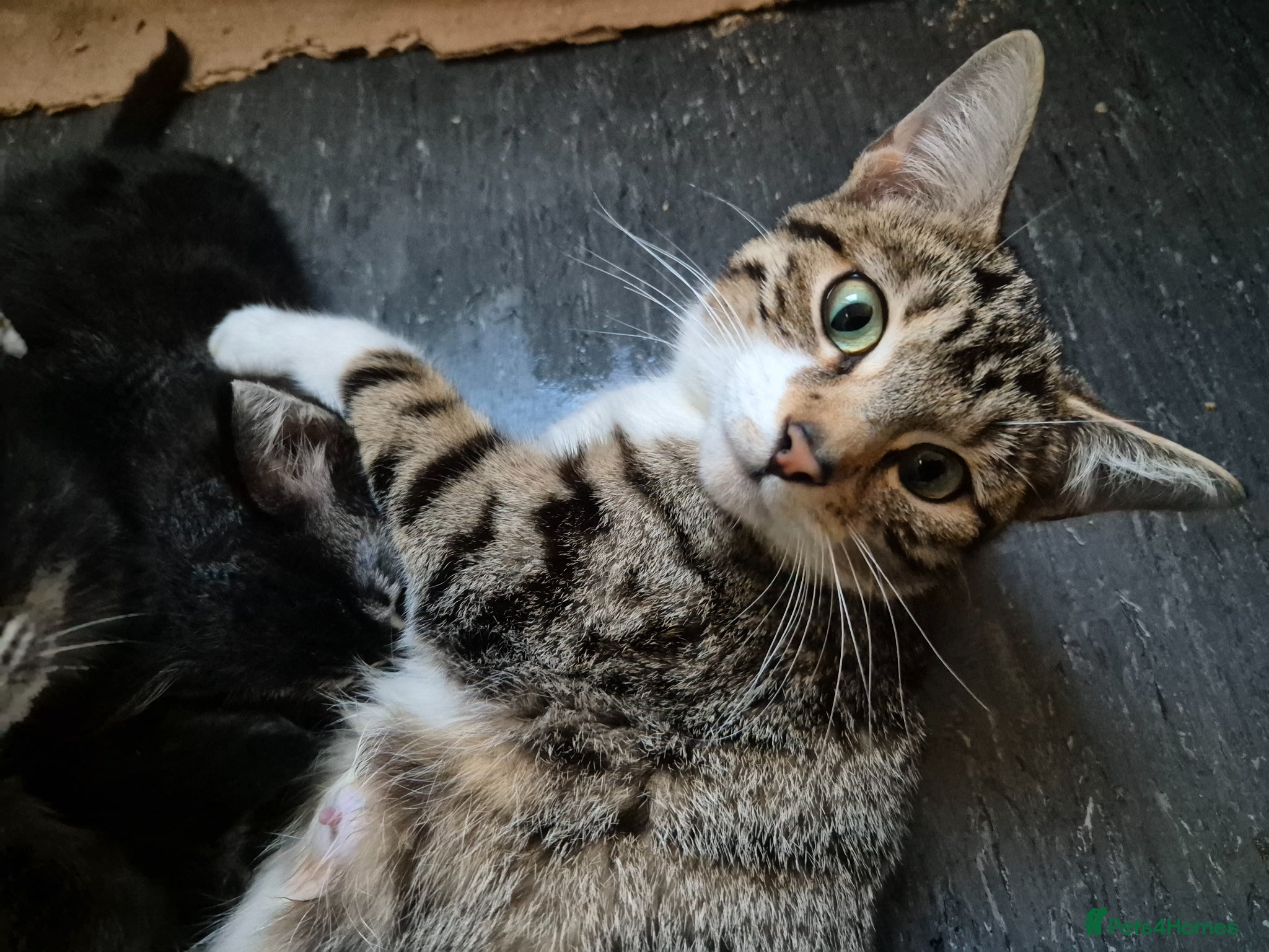 Mixed Breed cats Tabby Bengal - Advert 13