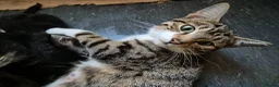 Mixed Breed cats for sale: Tabby Bengal - Advert 1