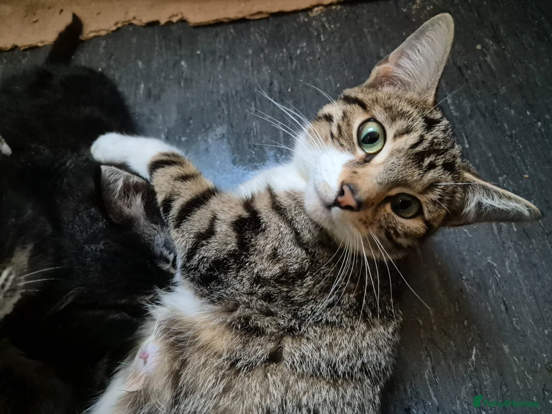 Mixed Breed cats for sale: Tabby Bengal - Advert 1