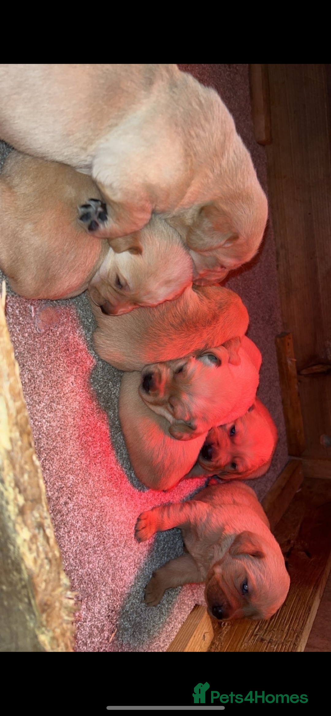 Labrador Retriever dogs for sale: Gorgeous KC registered Labrador puppies 🤩 - Advert 6