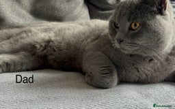 British Shorthair cats for sale: British Shorthair Kittens   - Image 13